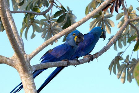 Hyacinth Macaw Anodorhynchus hyacinthinus Araras Lodge, Brazil
